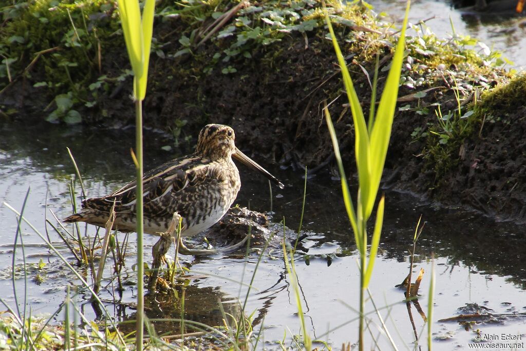 Common Snipe