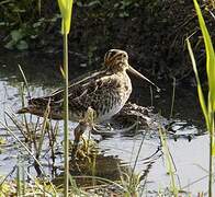 Common Snipe