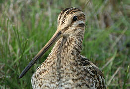 Common Snipe