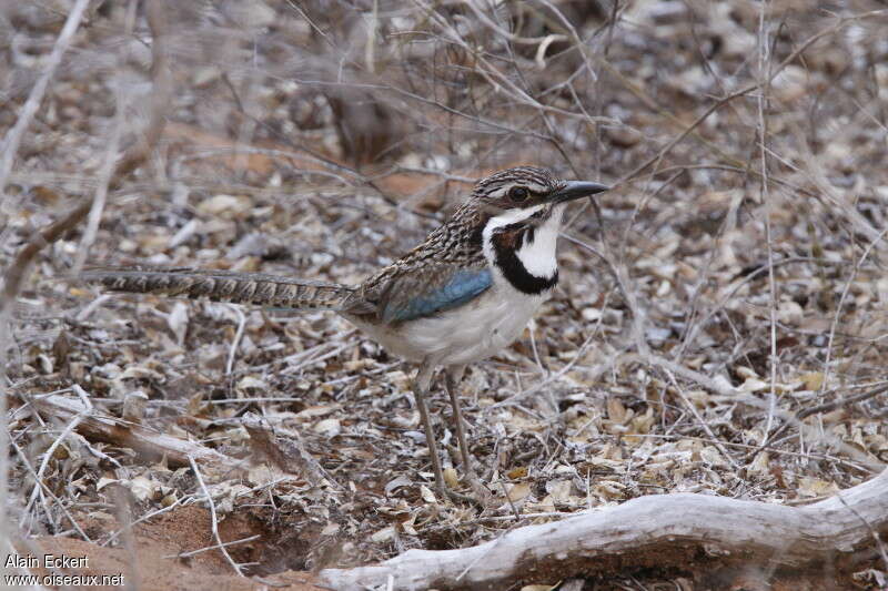 Long-tailed Ground Rolleradult, habitat