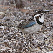 Long-tailed Ground Roller