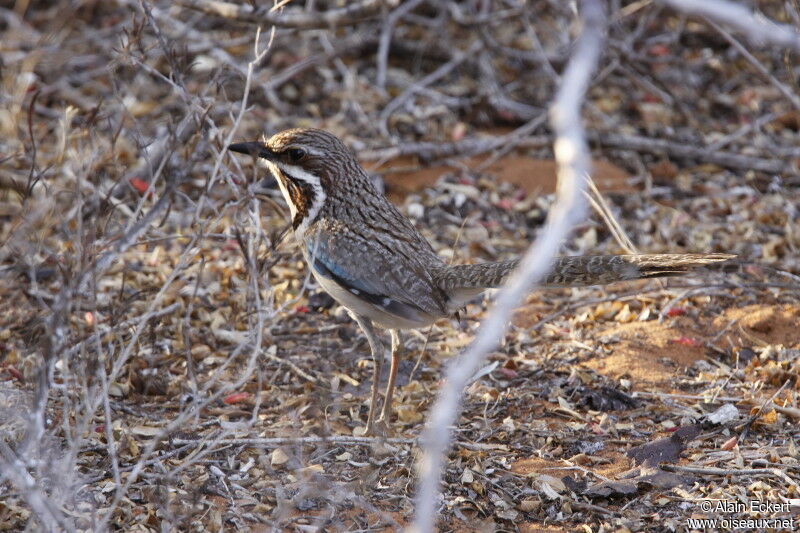 Long-tailed Ground Roller