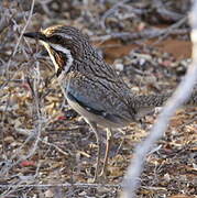 Long-tailed Ground Roller