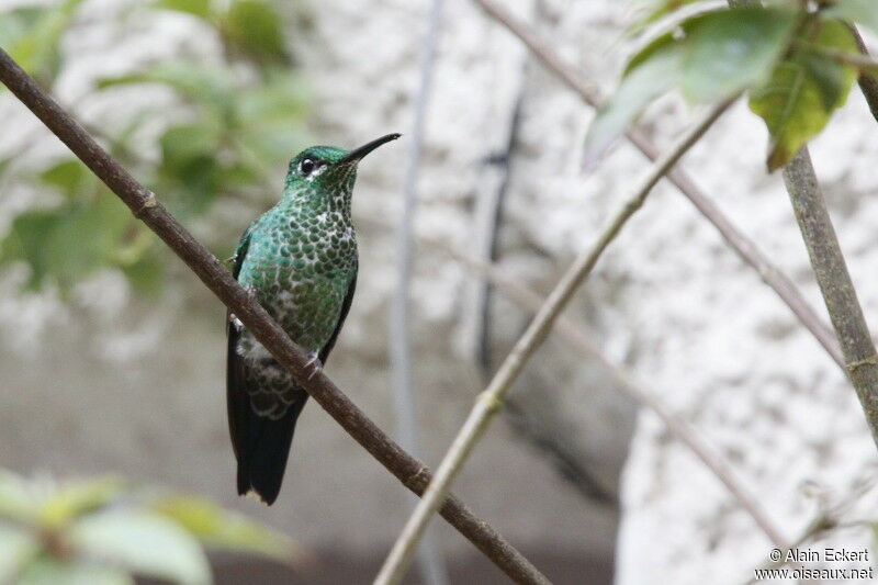 Green-crowned Brilliant female