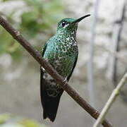 Green-crowned Brilliant