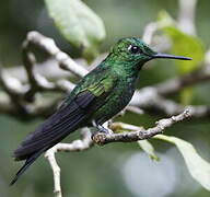 Green-crowned Brilliant