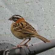 Rufous-collared Sparrow