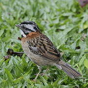 Rufous-collared Sparrow