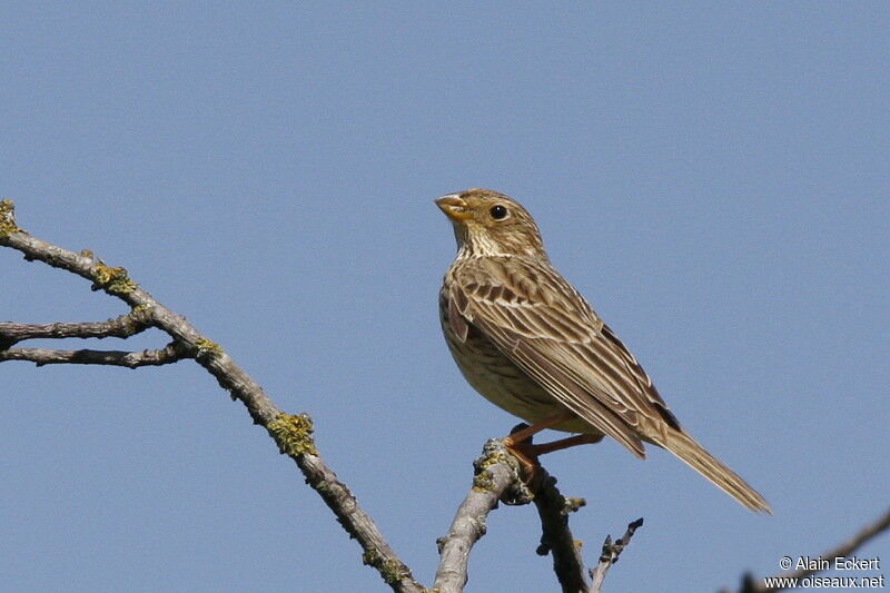 Corn Bunting