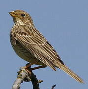 Corn Bunting