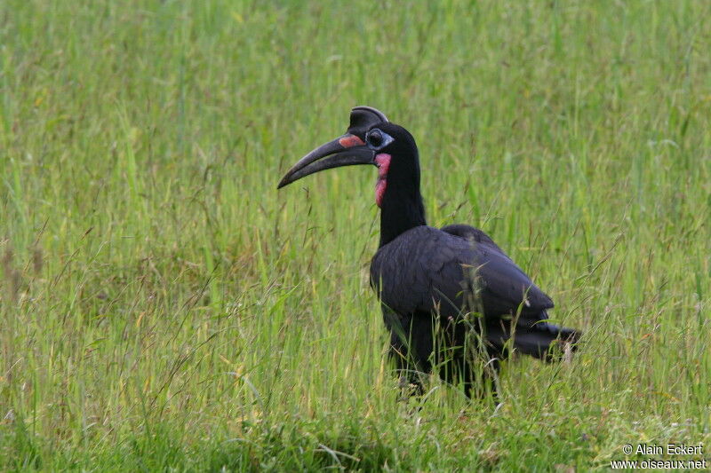 Abyssinian Ground Hornbill