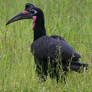 Abyssinian Ground Hornbill