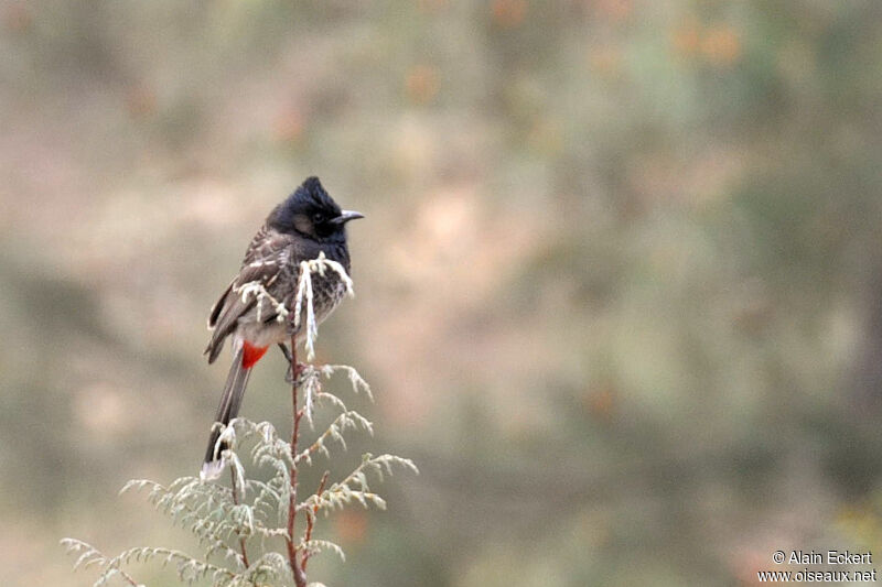 Red-vented Bulbul