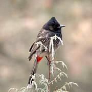 Bulbul à ventre rouge