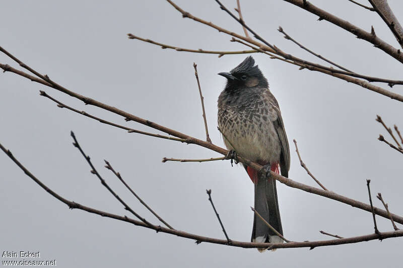 Bulbul à ventre rouge