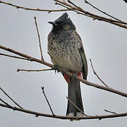 Bulbul à ventre rouge