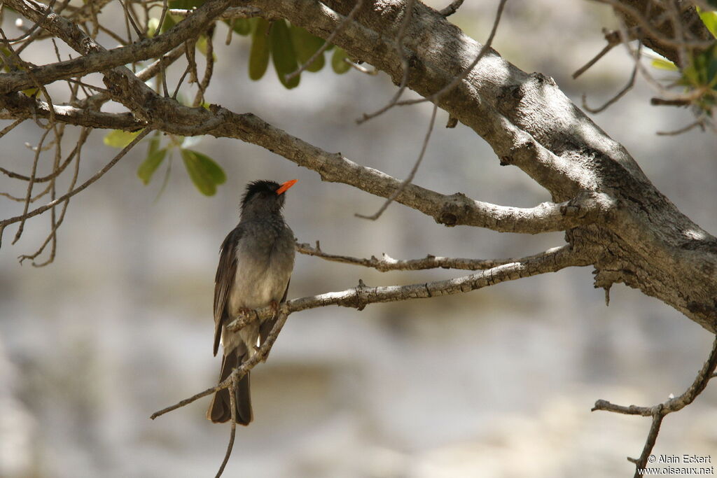 Malagasy Bulbul