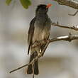 Bulbul de Madagascar