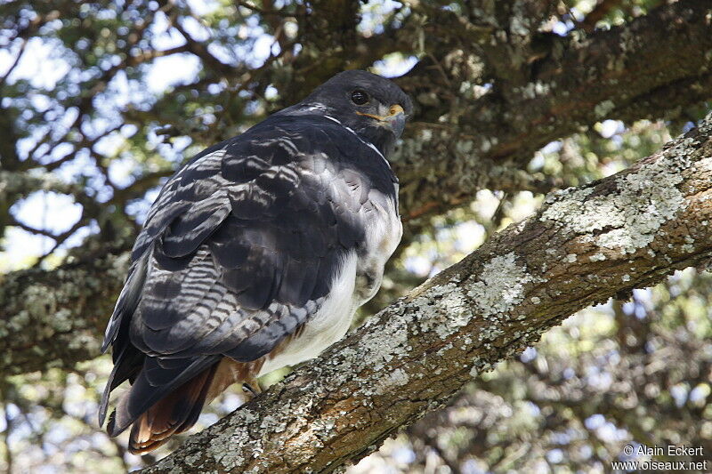 Augur Buzzard