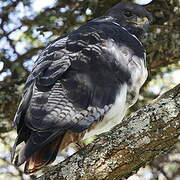 Augur Buzzard