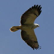 Common Buzzard