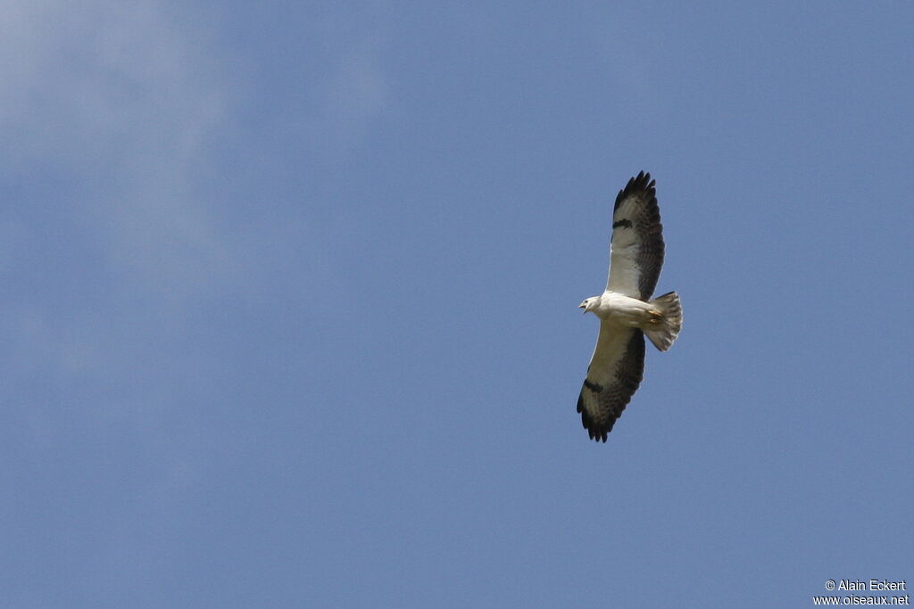 Common Buzzard