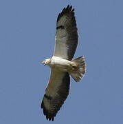 Common Buzzard