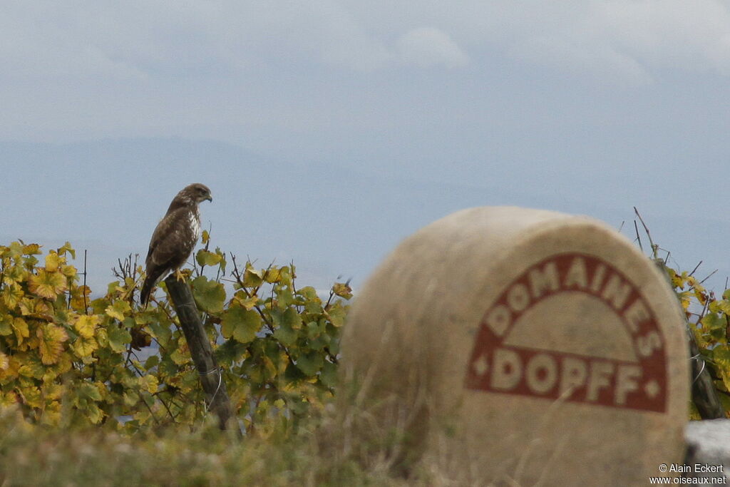 Buse variable