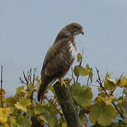 Common Buzzard