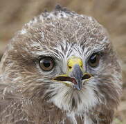 Common Buzzard