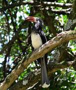 Crowned Hornbill