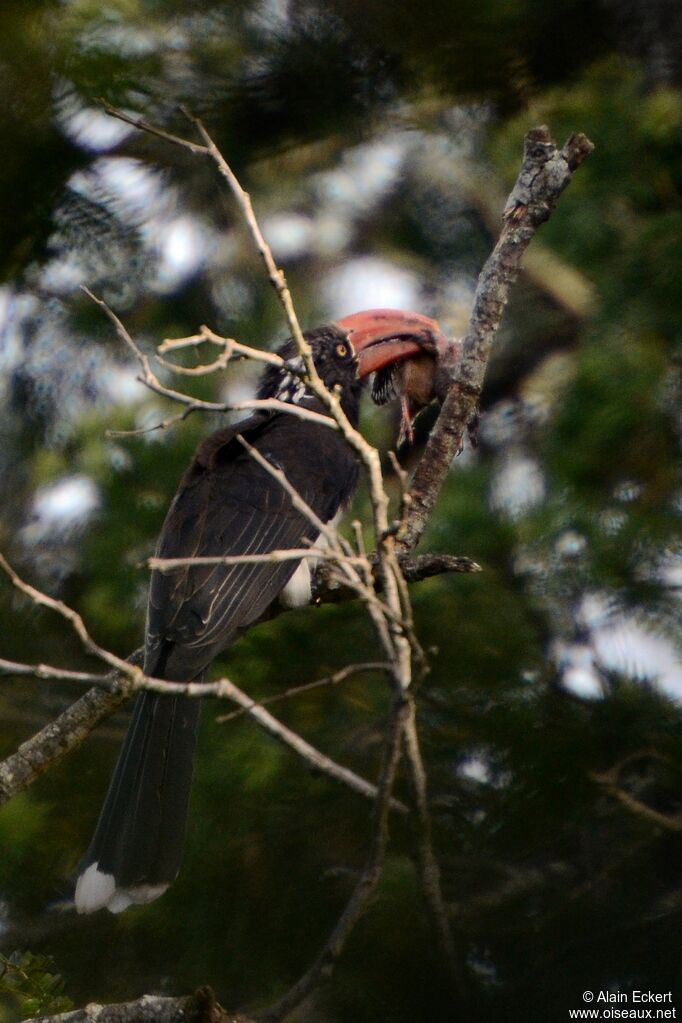 Crowned Hornbill