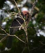 Crowned Hornbill