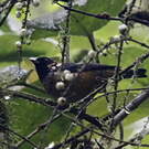 Calliste pailleté