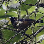 Spangle-cheeked Tanager