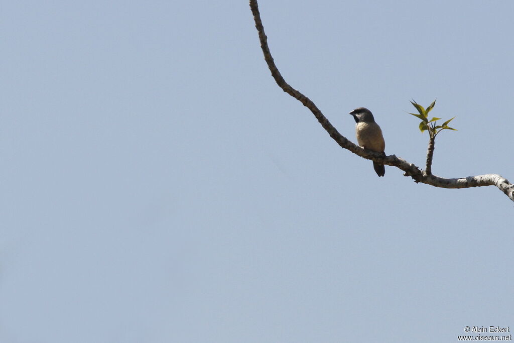 Capucin de Madagascar