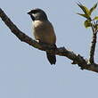 Capucin de Madagascar