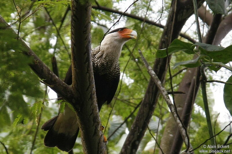 Crested Caracara (cheriway)