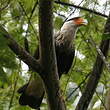 Caracara du Nord