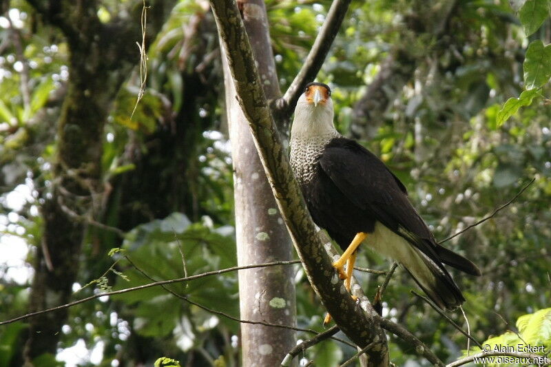 Northern Crested Caracara