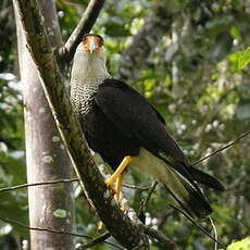 Caracara du Nord