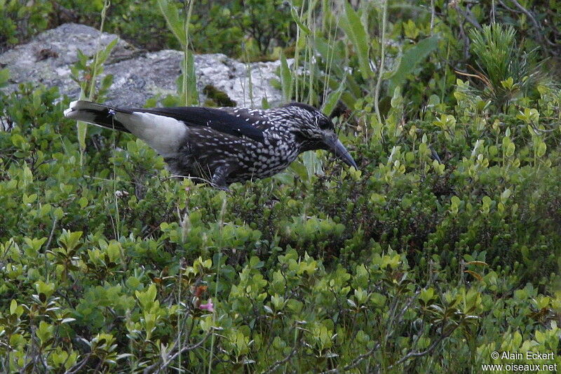 Spotted Nutcracker