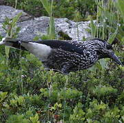 Spotted Nutcracker