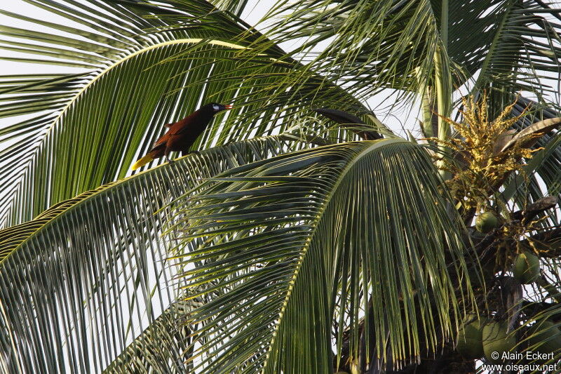 Montezuma Oropendola