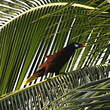 Cassique de Montezuma