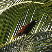 Montezuma Oropendola