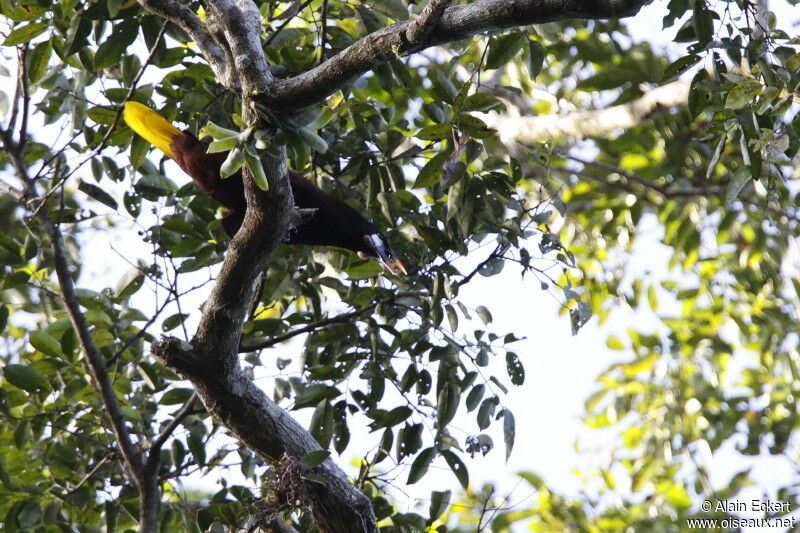 Montezuma Oropendola