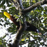 Montezuma Oropendola