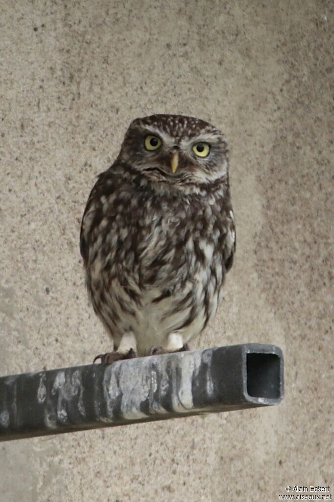 Little Owl