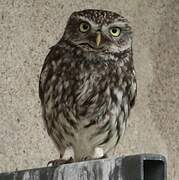 Little Owl